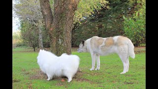 Happy birds are singing to each other in the treetops and my three
furry dog friends checking out morning smells while waiting for me go
back a...