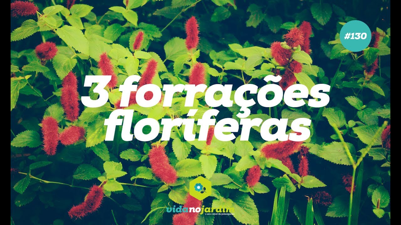 3 forrações floríferas para seu jardim - thptnganamst.edu.vn