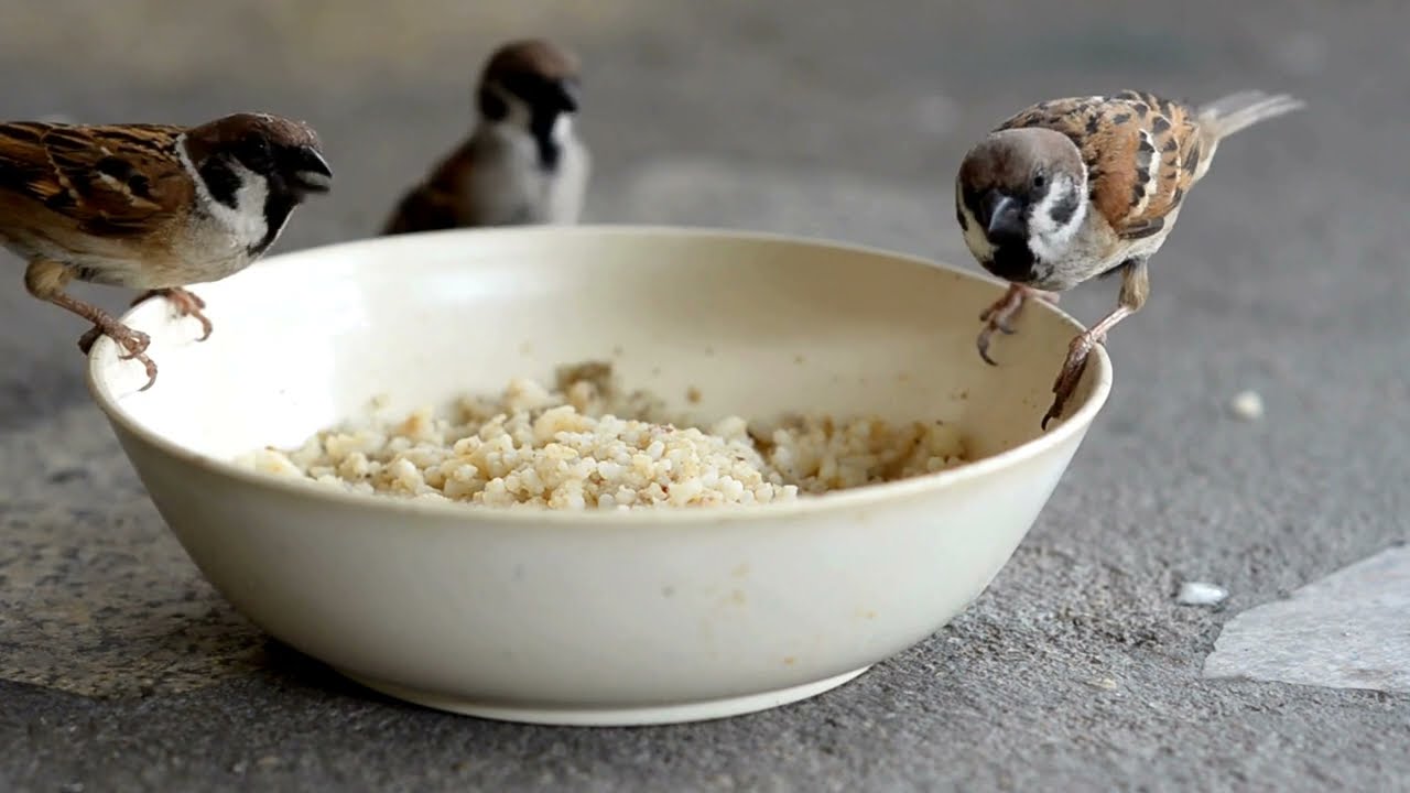 Enticing Birds with Extraordinary Feeders A Nature Lover's Guide