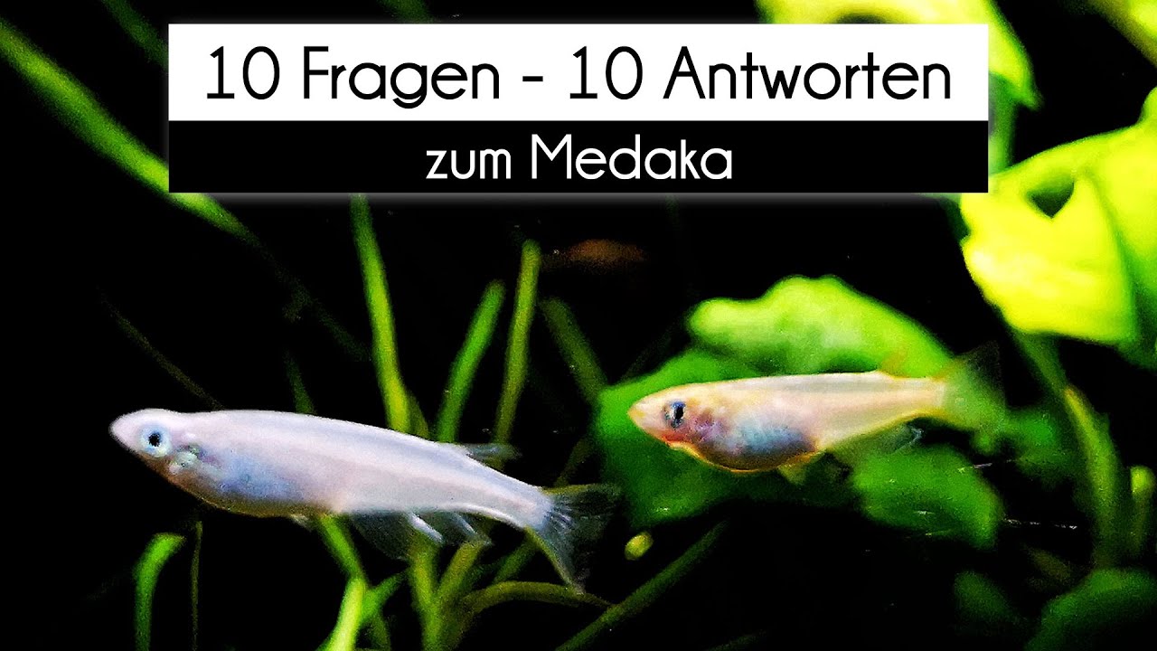 Für aquarium anfängerfische 60l Die 10