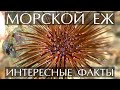 Морской Еж интересные факты