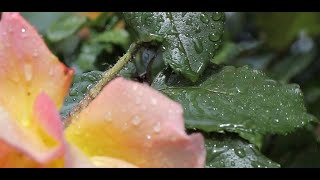 water drop video wallpaper screenshot 1