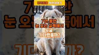 [반려동물 이야기] 7년 동안 눈 오는 길목에서 누굴 기다렸을까? l #감동#사연#이야기#shorts#shortsvideo#힐링#감성#음악#실화#반려견#반려동물 #기적 #동물이야기