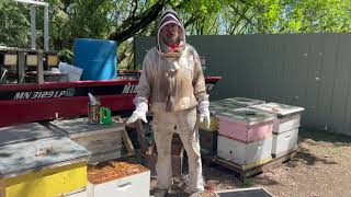 Adding a divide from an overwintered hive to a package bee colony