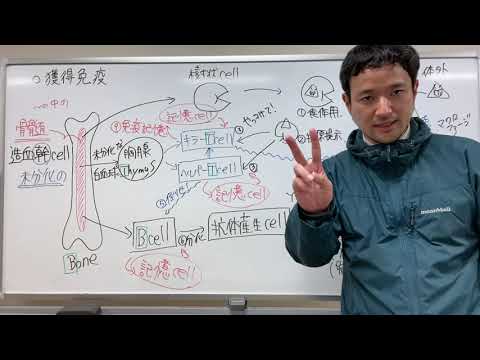 生物基礎【恒常性】05獲得免疫・二次応答