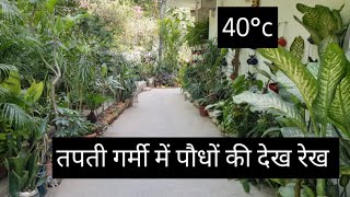 तपती गर्मी, 40°c तापमान, पौधों की देख रेख PART 1 #vlogsbyanitajoon #plants #gardening