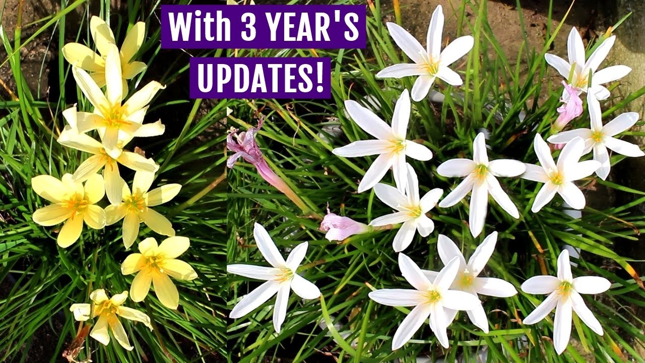 How To Grow Rain Lily RIGHT Way At RIGHT Time?