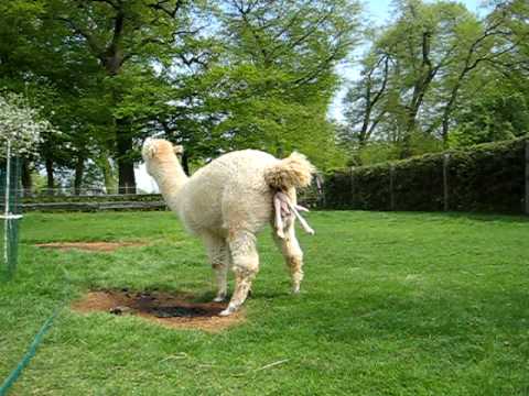 Geburt Alpakahengstfohlen LPA McCloud Alpaca Birth  270409   05