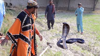 Fiaz jogi catching two dangerous snake Black Cobra at Tree | new video naag jogi