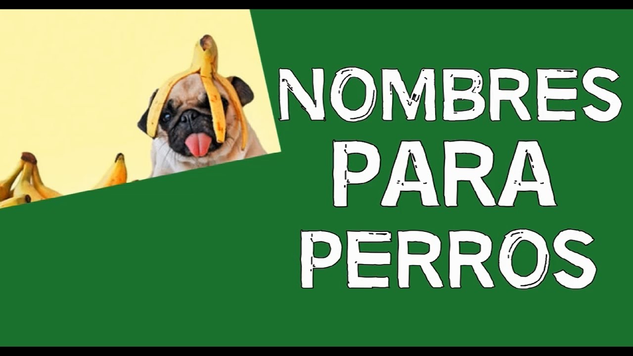 Nombres para perros - YouTube