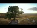 Одинокий Тополь – участник конкурса "Европейское дерево года-2020"