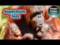 Watch the amazing jazz the multitasking orangutan mother with jim and joe