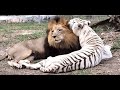 White tiger vs lion. Battle to death.