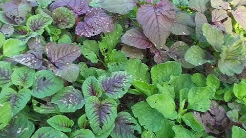 Cây thuốc chống bệnh loảng xương,tim mạch,huyết áp