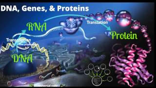 Gene Expression Lecture Part 1