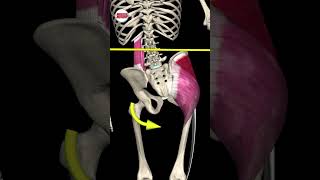 Trendelenburg Sign & Gluteus Medius