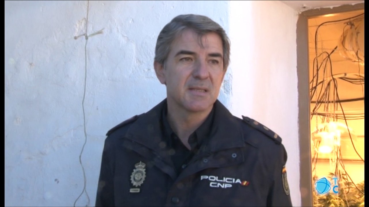 CNP desmantela plantación de marihuana