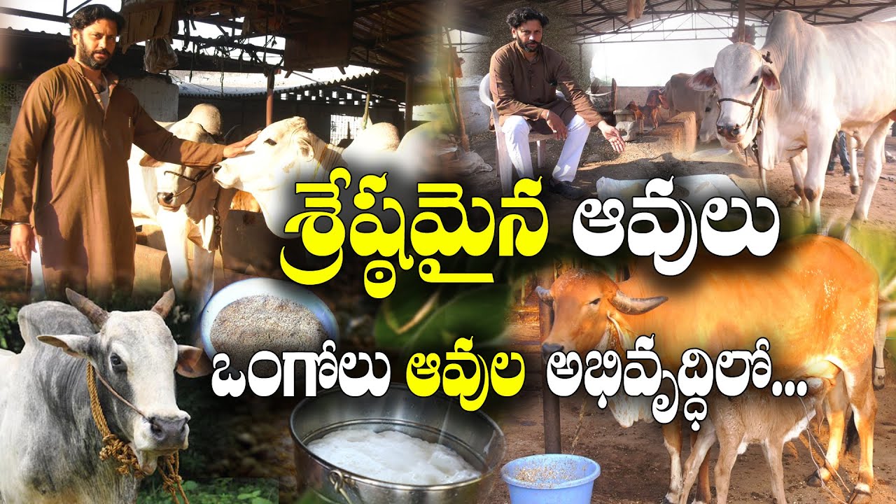 సిటీ మధ్యలో ఒంగోలు, గిర్ ఆవుల గోశాల | దేశీ గోవుల అభివృద్ధి | Desi Cow Development | Ganesh