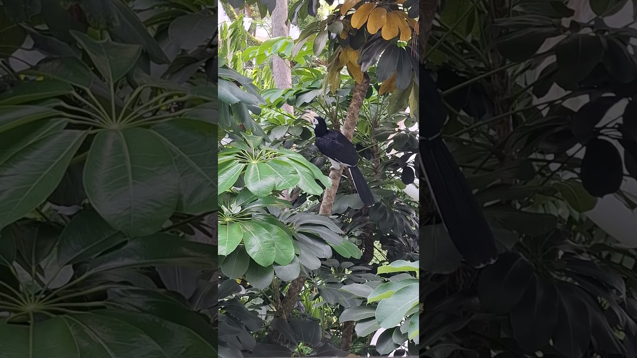 Amazing Hornbill Admiring the View 