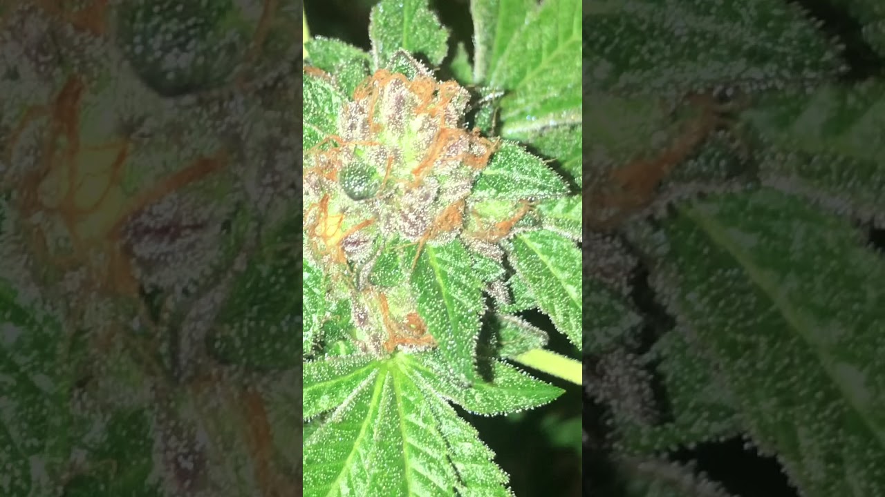 DOSE X F1Durb x Gushers 🍪🍬⛽️ [PURPLE CITY GENETICS] Grown by (XoticGrow666) 