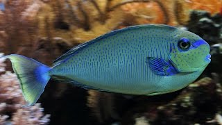 Trachinotus carolinus (Florida pompano) and Naso vlamingii (Bignose unicornfish) ᴴᴰ