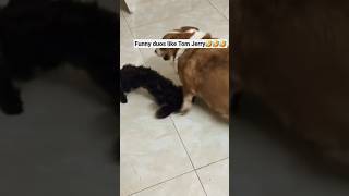 #funny dogs duos #dogs #dogshorts #dog #funnydog #doglife #cute