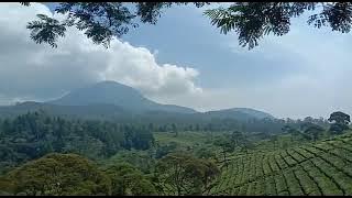 story wa ll menikmati pemandangan kebun teh dari atas ketinggian