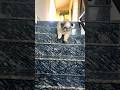 Watch Shizu's Epic Stair Descent: A Stunning Display of Grace and Agility in Slow Motion #shihtzu