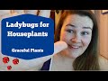 Ladybugs for Houseplants | Natural Pest Management | Graceful Plants