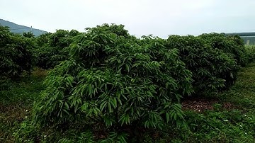 Thăm vườn vải Thanh Hà (Ngày chủ nhật 14/11 - 10/10/ Tân Sửu).