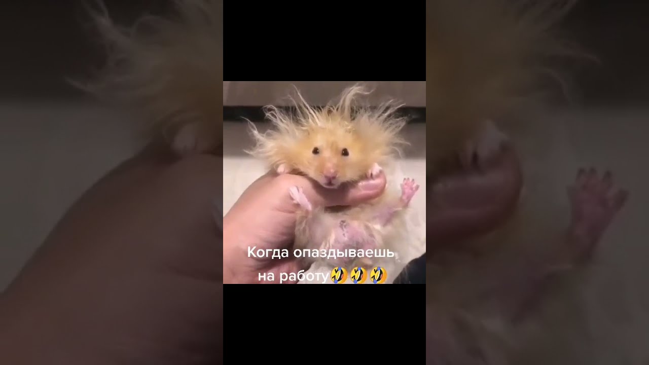Photo inspiration: Hamster Hairstyles Online Reference: Funny Trendy Hairstyle Hamster Hairstyles For Hamsters Such You