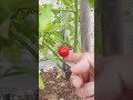 Piante Pomodori Guarite dal Marciume del Colletto
