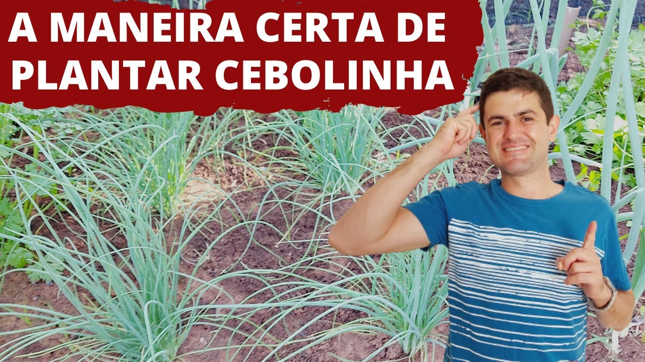 A MANEIRA CERTA DE PLANTAR CEBOLINHA ORGÂNICA NA HORTA DE CASA. DICAS INCRÍVEIS DE CULTIVO (Ep130)