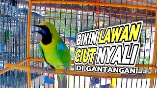 AKSI CUCAK IJO KEPALA KUNING SAAT DI LOMBAKAN #1