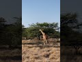 4 Days. 2 Iconic Destinations. 1 Unforgettable Safari. KENYA SAFARIS ANNEST KENYA SAFARIS