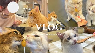 猫まんま。 猫まんま&Pisica