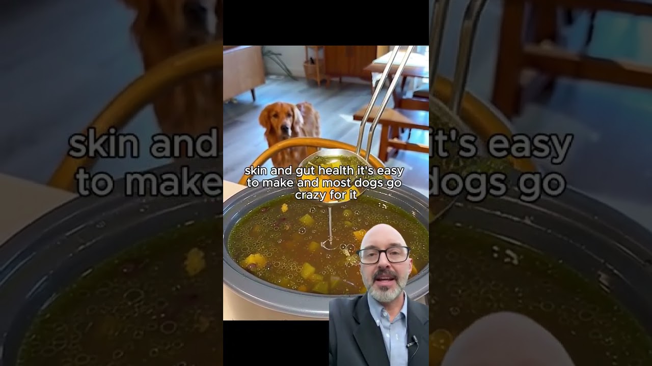 Essential Tips for Your Dog’s Health & Well-Being 🐶❤️ 