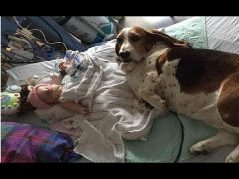 वीडियो: कुत्तों में दिल बड़बड़ाहट