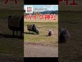 世にも珍しいオートバイ神社【檍神社】#shorts