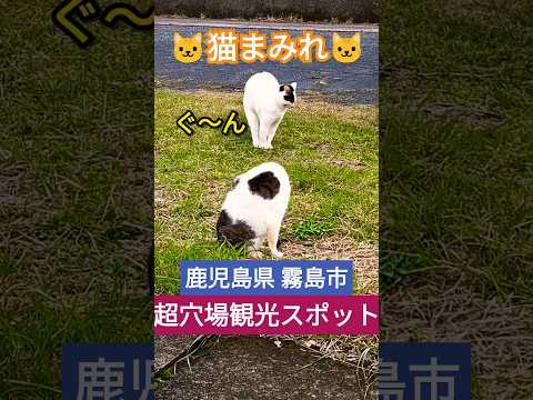 若尊鼻(わかみこばな)&猫【霧島観光】【鹿児島観光】#shorts