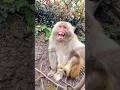 monkey Kitna Happy Hai, 🙉🙈 #cuteanimals #funnymonkey #youtubeshorts #skits #officalvideo #coolvideo🐒