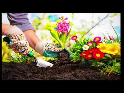 Vidéo: Utilisations de la cannelle dans les jardins - Comment utiliser la poudre de cannelle pour la santé des plantes