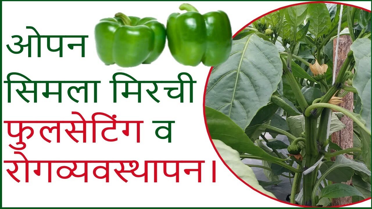 ओपन सिमला मिरची #फुलसेटिंग व रोगव्यवस्थापन !।#Doctor_Kisan।#सिमला_मिरची_लागवड#मिरची_खत_व्यवस्थापन