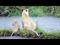 Month old Lion Cub swims swollen waterway