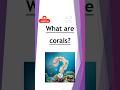 What are corals?