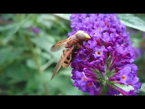 Stadsreus (Volucella Zonaria) geniet van de Buddleja