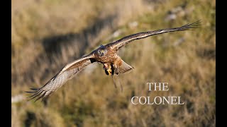 Hunting with The Bonelli's  Eagle - Second Season with The Colonel