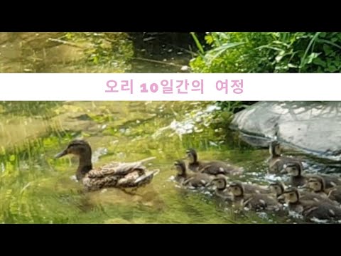 오리 10일간의 여정/Asmr/물소리/ water sound /오리가족/자연의 소리/1080으로 설정하시면 더좋은 화질로 감상하실수 있습니다^^