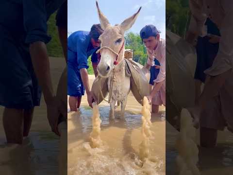 م ل أ ٱل ف ت ي ان ٱل ح م ار ب ٱل م اء ٱل م ت س خ ث م ف ر غ وه ف ي ٱلن ه ر