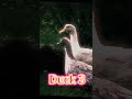 5 Duckies #3 #shorts